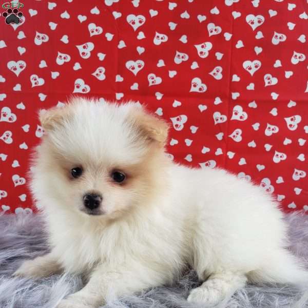 Sparkle, Pomeranian Puppy