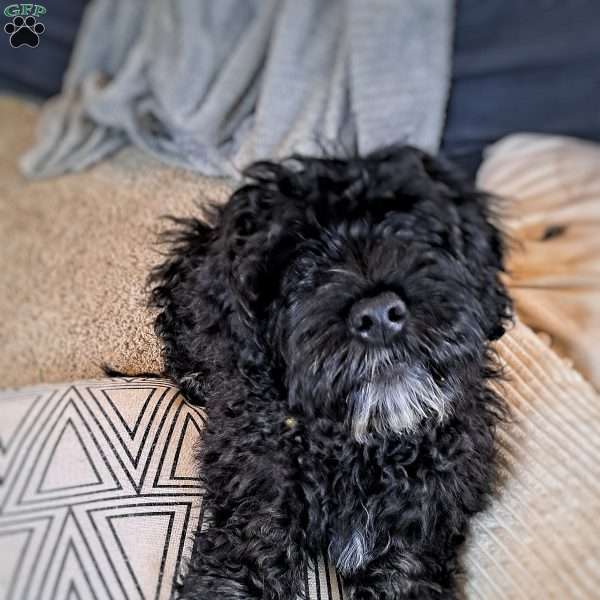 Bobby, Portuguese Water Dog Puppy