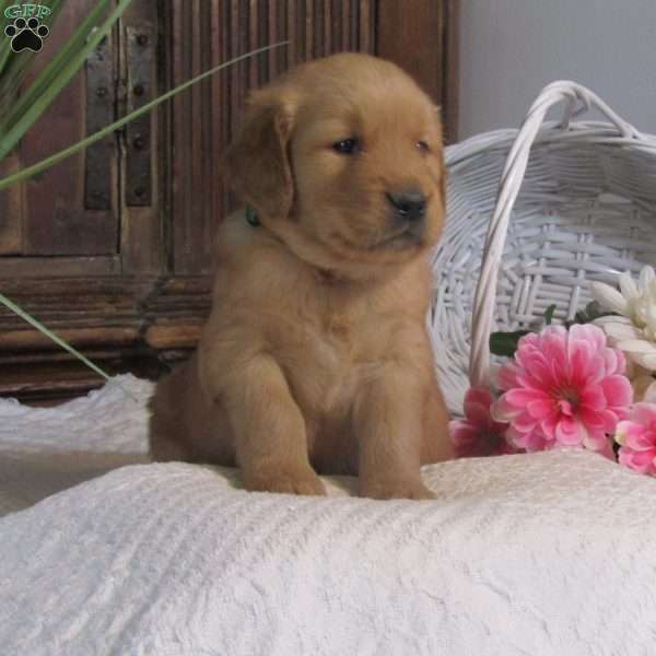 Monty, Golden Retriever Puppy