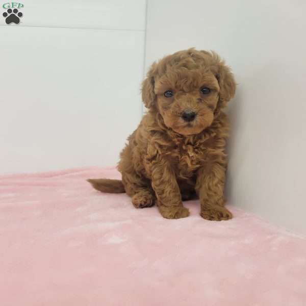 Taffy, Toy Poodle Puppy