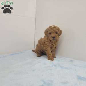 Tom, Toy Poodle Puppy