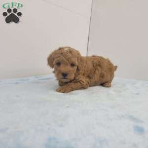 Tom, Toy Poodle Puppy