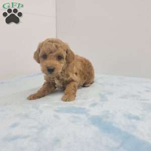 Ted, Toy Poodle Puppy