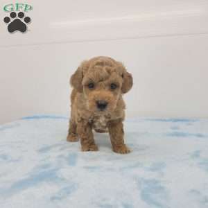 Ted, Toy Poodle Puppy