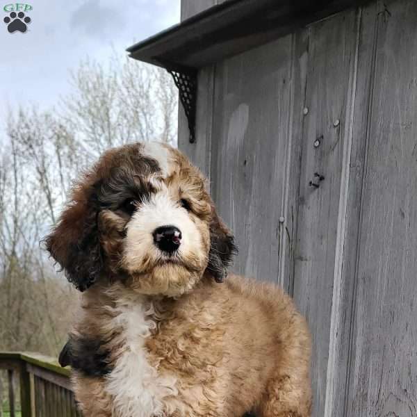 Coco F1B, Bernedoodle Puppy