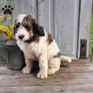 Charlie F1B, Bernedoodle Puppy