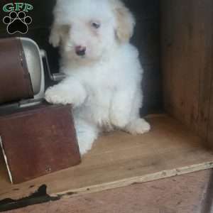 Andy, Toy Poodle Puppy