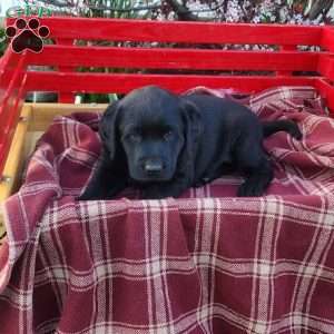 Penny, Black Labrador Retriever Puppy