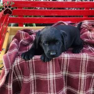 Penny, Black Labrador Retriever Puppy