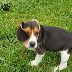 Pongo, Beagle Puppy