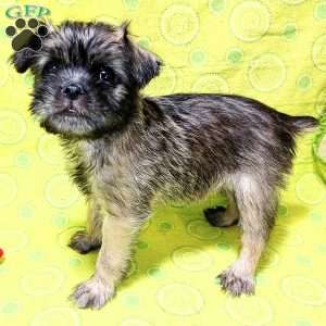 Brussels Griffon