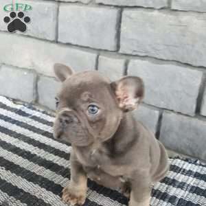 Tiny, French Bulldog Puppy