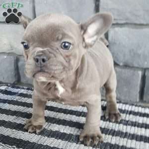 Jewel, French Bulldog Puppy