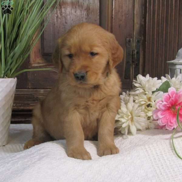 Mary, Golden Retriever Puppy