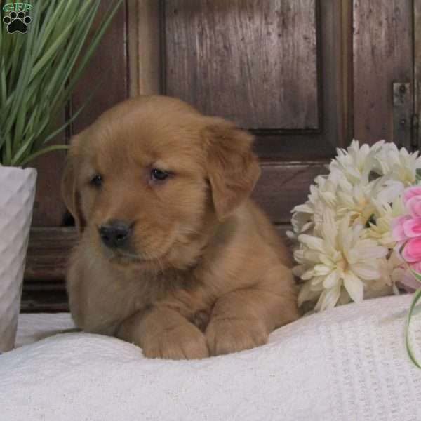 Macy, Golden Retriever Puppy