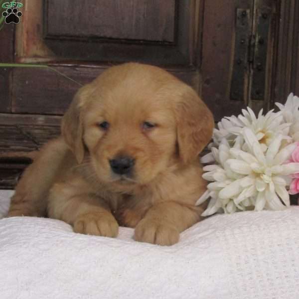 Max, Golden Retriever Puppy