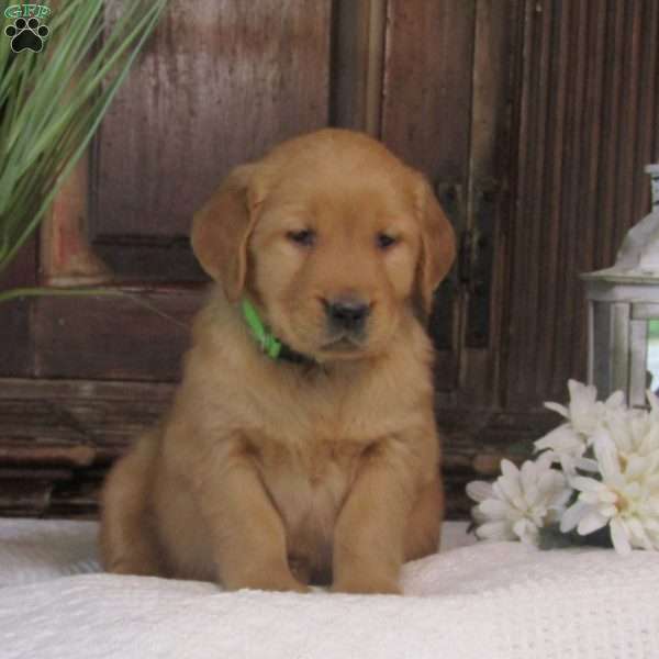 Mona, Golden Retriever Puppy