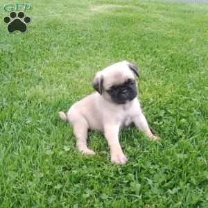Pug Puppies For Sale - Greenfield Puppies