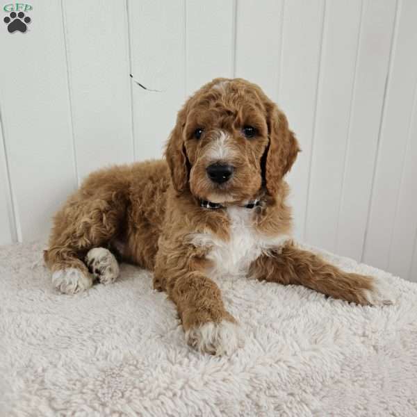 Jasper, Standard Poodle Puppy