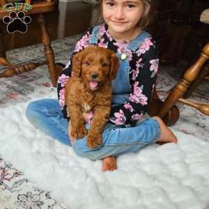 Red F1B, Mini Goldendoodle Puppy