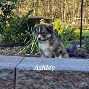 Ashley, Siberian Husky Mix Puppy