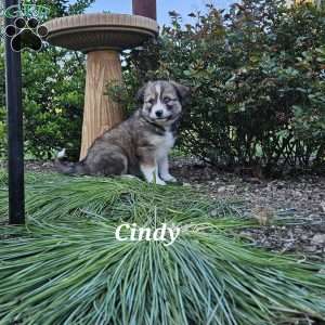 Cindy, Siberian Husky Mix Puppy