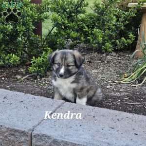 Kendra, Siberian Husky Mix Puppy