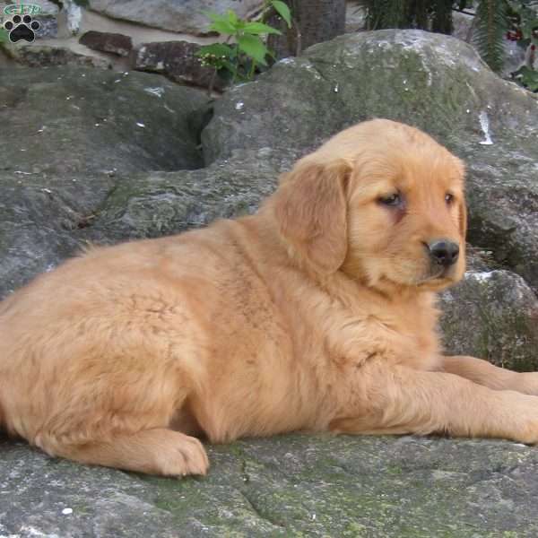Marley, Golden Retriever Puppy