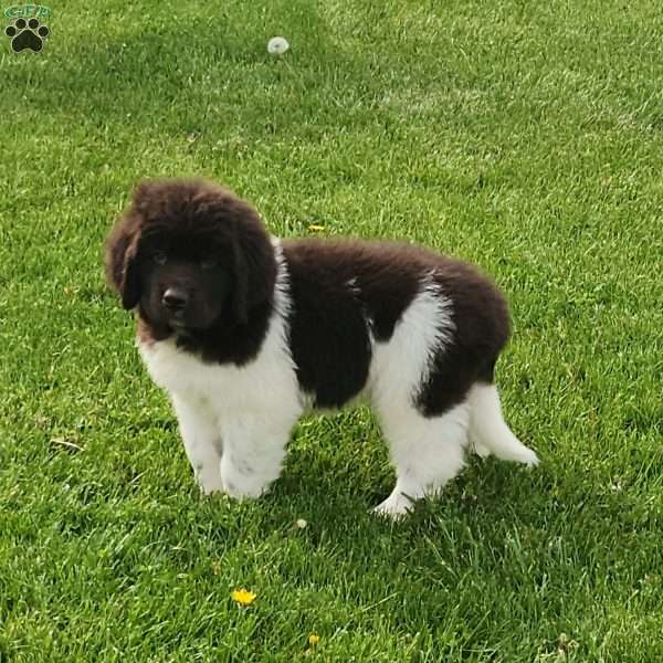 Mack, Newfoundland Puppy