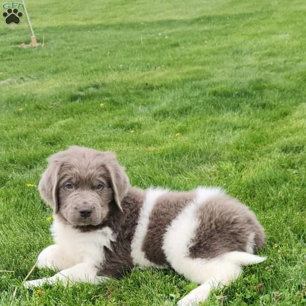 Baily, Newfoundland Puppy