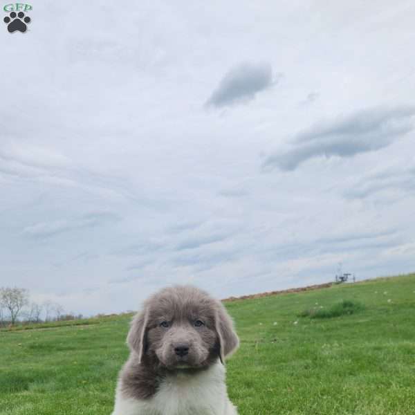 Vance, Newfoundland Puppy