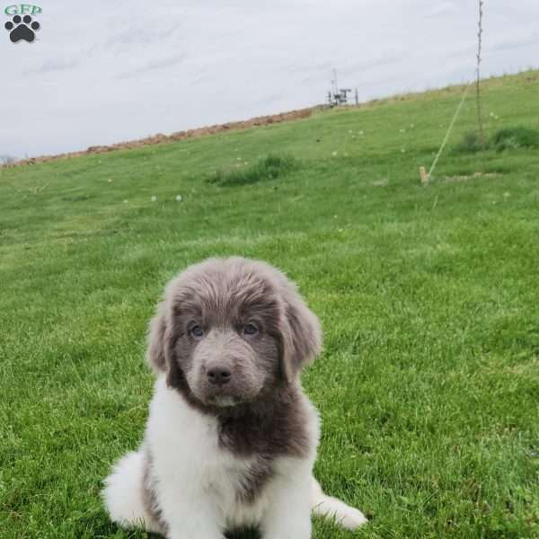 Jared, Newfoundland Puppy