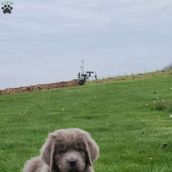 Jewel, Newfoundland Puppy