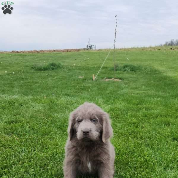 Jenna, Newfoundland Puppy