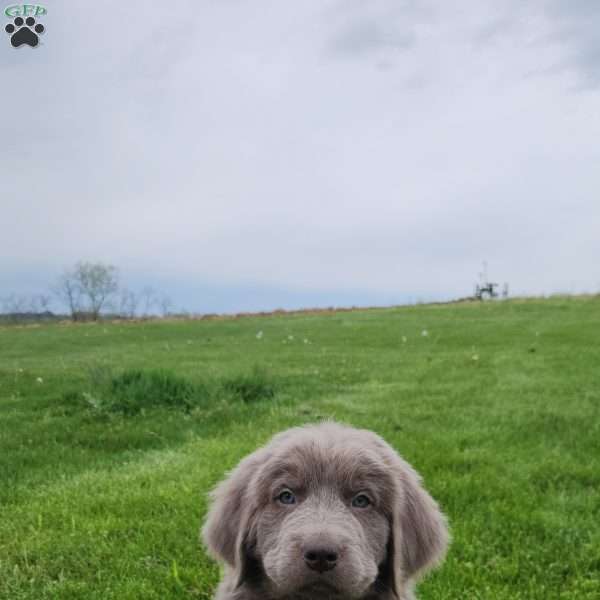 Bruno, Newfoundland Puppy