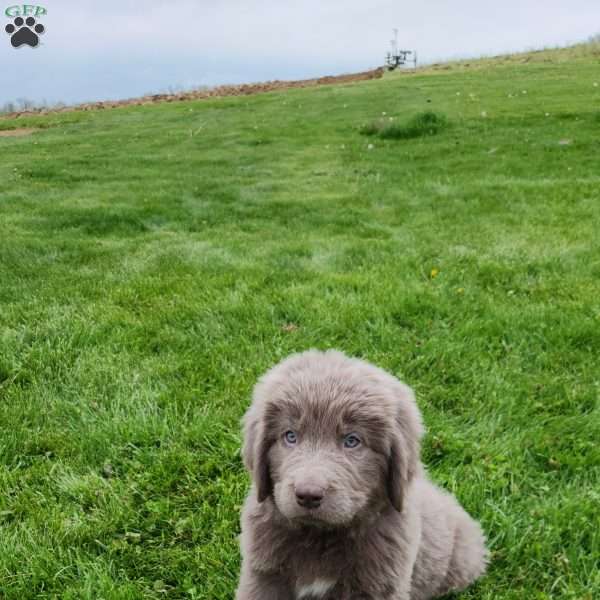 Frank, Newfoundland Puppy