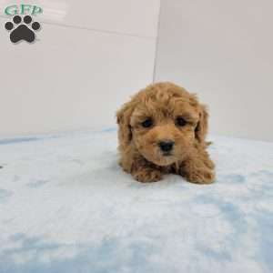 Barney, Bich-Poo Puppy