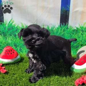 Harley Quinn, Miniature Schnauzer Puppy