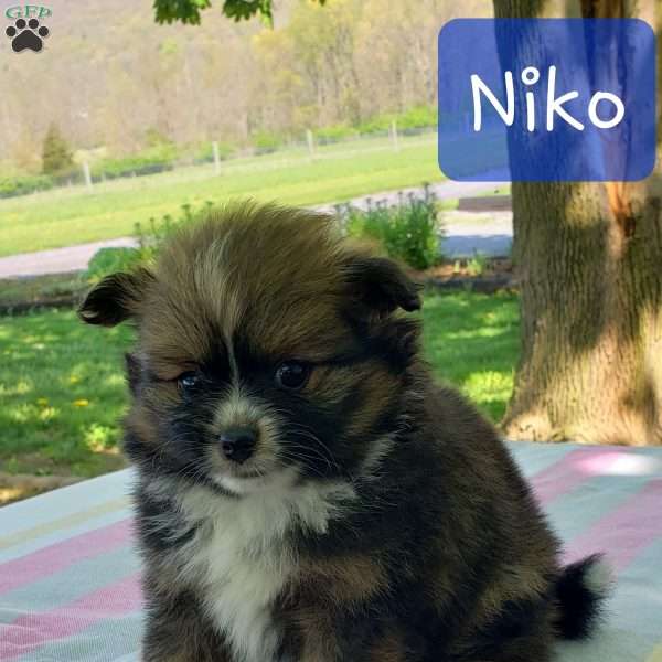 Niko, Pomeranian Puppy