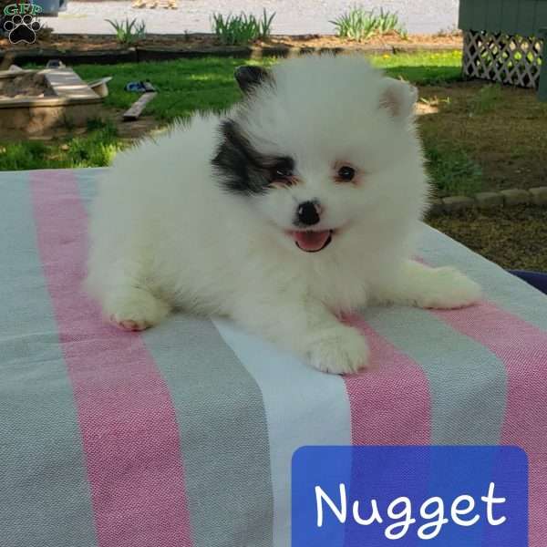Nugget, Pomeranian Puppy