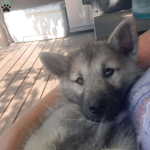 wolf, Pomsky Puppy