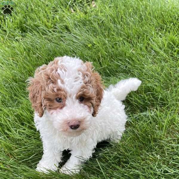 Trevor, Miniature Poodle Puppy