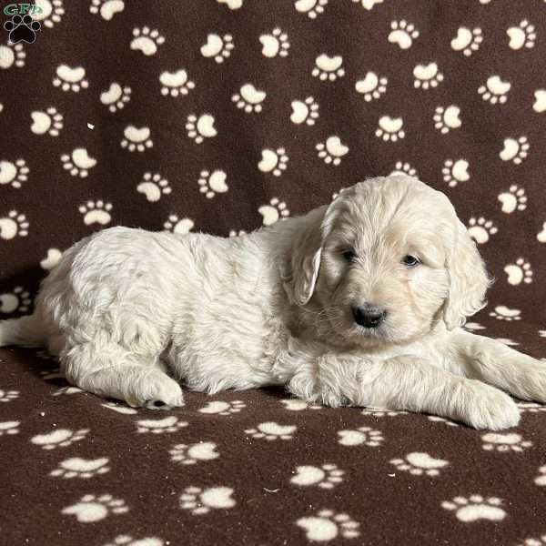 CRUISE, Goldendoodle Puppy
