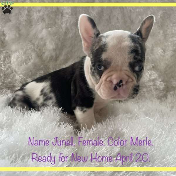 Junell, French Bulldog Puppy