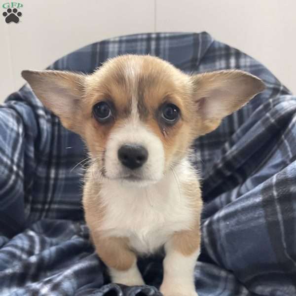 Gidget, Pembroke Welsh Corgi Puppy