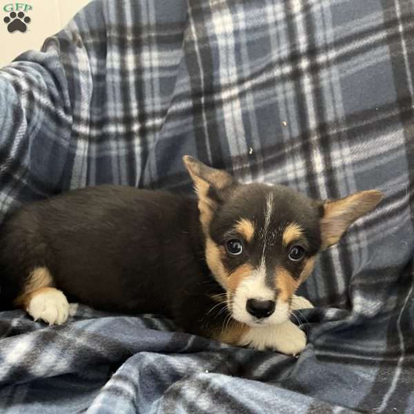 Toby, Pembroke Welsh Corgi Puppy