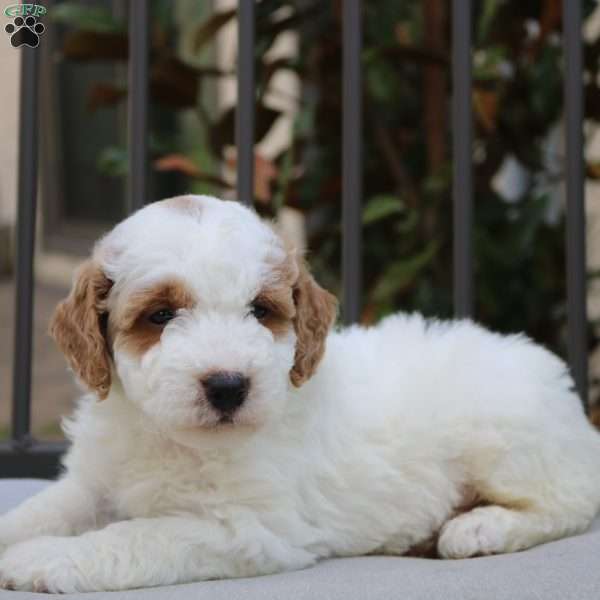 Bruno, Mini Goldendoodle Puppy
