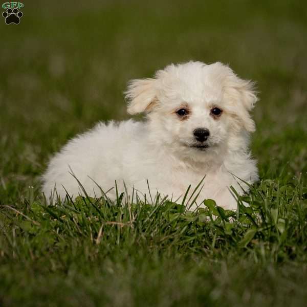 Rena (Tiny), Bichon Frise Puppy