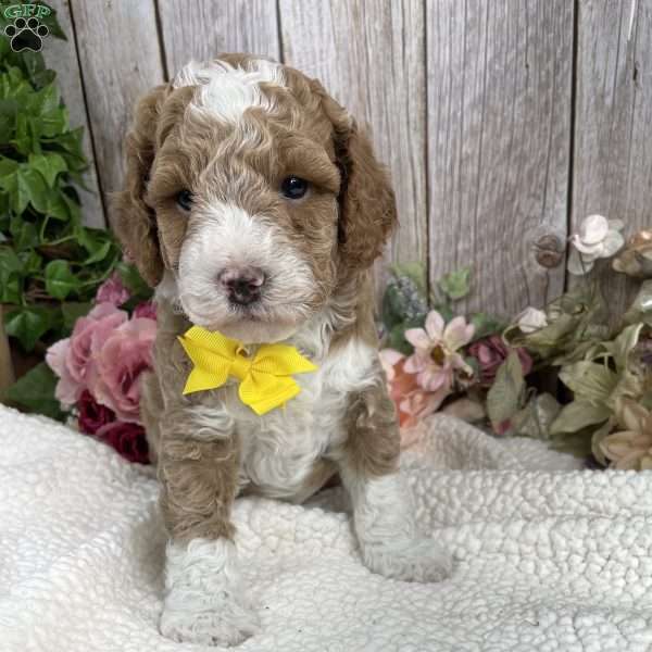 Patrick, Mini Goldendoodle Puppy