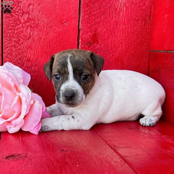Remi, Jack Russell Terrier Puppy